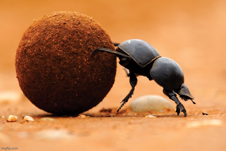 dung beetle | image tagged in dung beetle | made w/ Imgflip meme maker