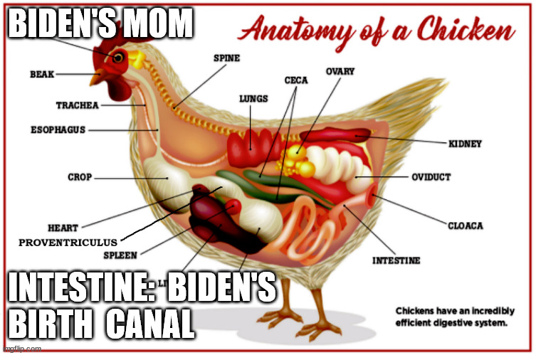 BIDEN'S MOM; INTESTINE:  BIDEN'S
BIRTH  CANAL | image tagged in chicken poo | made w/ Imgflip meme maker