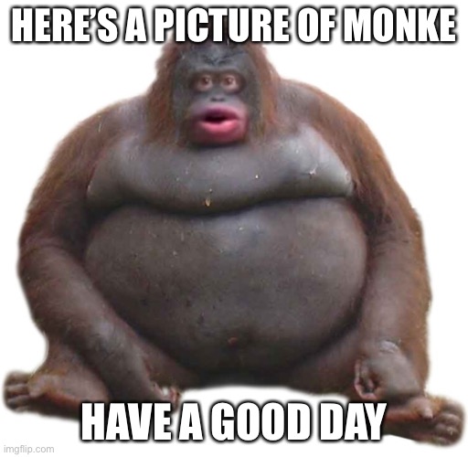 Monke | HERE’S A PICTURE OF MONKE; HAVE A GOOD DAY | image tagged in monke | made w/ Imgflip meme maker