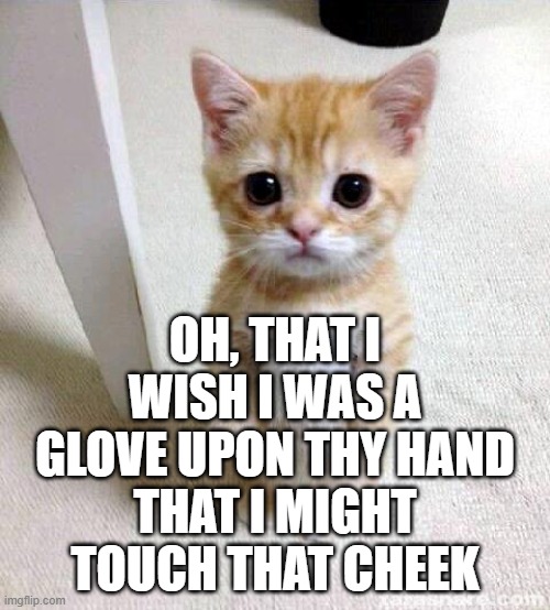 Cute Cat Meme | OH, THAT I WISH I WAS A GLOVE UPON THY HAND
THAT I MIGHT TOUCH THAT CHEEK | image tagged in memes,cute cat | made w/ Imgflip meme maker