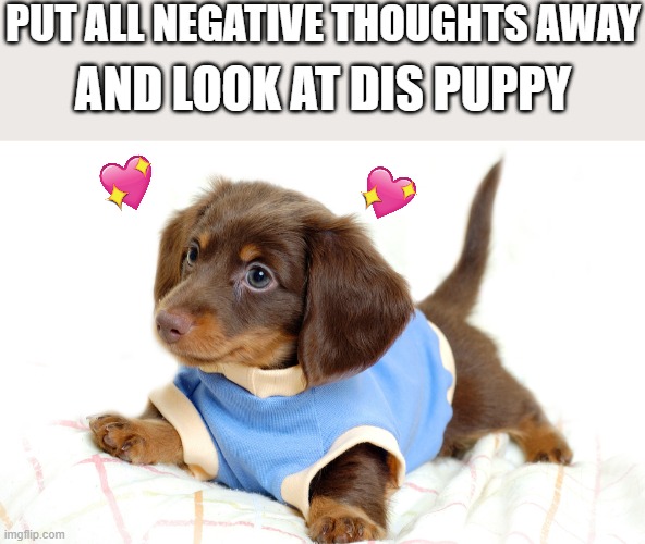 wholesome puppy is here | PUT ALL NEGATIVE THOUGHTS AWAY; AND LOOK AT DIS PUPPY | image tagged in wholesome,puppy | made w/ Imgflip meme maker