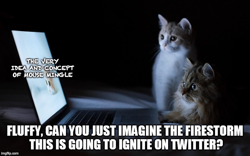 fluffy and mc discuss twitter? |  THE VERY IDEA AND CONCEPT OF MOUSE MINGLE | image tagged in cats,scared cat | made w/ Imgflip meme maker