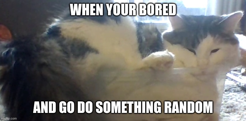 Kitty cat | WHEN YOUR BORED; AND GO DO SOMETHING RANDOM | image tagged in funny,memes,cats,bored | made w/ Imgflip meme maker