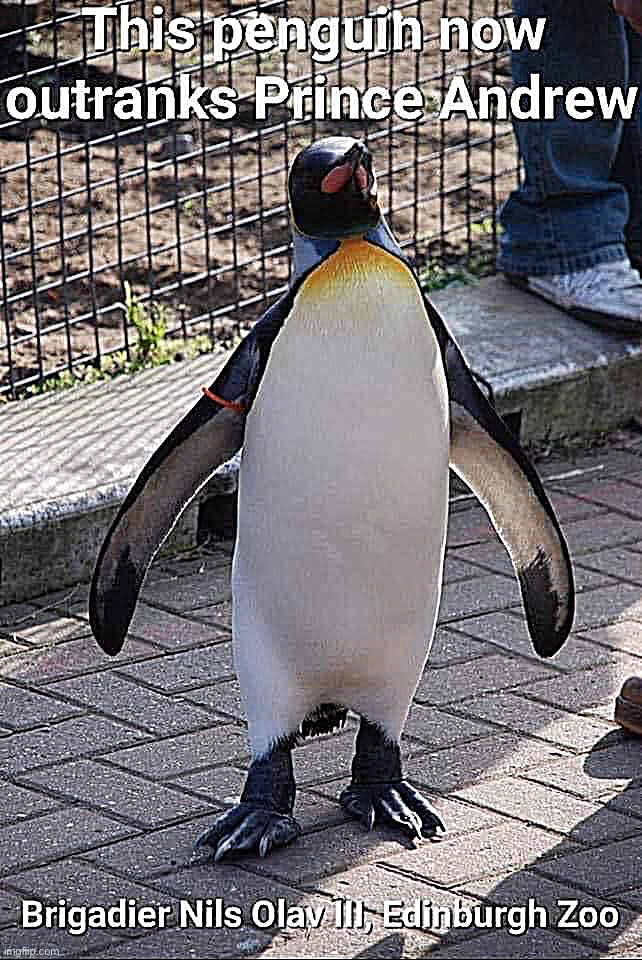 This penguin now outranks Prince Andrew | image tagged in this penguin now outranks prince andrew | made w/ Imgflip meme maker