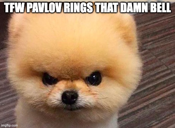 pavlov | TFW PAVLOV RINGS THAT DAMN BELL | image tagged in pavlov,dog | made w/ Imgflip meme maker