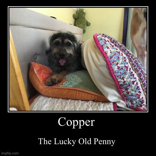 Copper | image tagged in funny,demotivationals | made w/ Imgflip demotivational maker