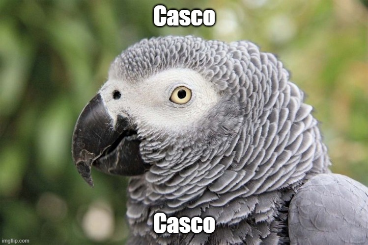 Casco | Casco; Casco | image tagged in african grey parrot | made w/ Imgflip meme maker