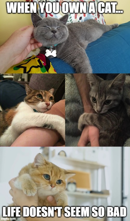 I miss my late cat more than I miss my ex-wife | WHEN YOU OWN A CAT... LIFE DOESN'T SEEM SO BAD | image tagged in life,cats,cat | made w/ Imgflip meme maker