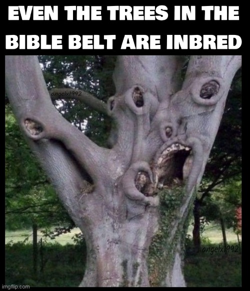 image tagged in trees,tree,bible belt,southern states,nature,inbred | made w/ Imgflip meme maker