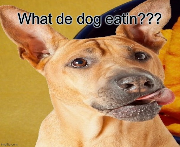 WHAT DE DOG EATIN??? | What de dog eatin??? | image tagged in dog,funny meme,doggo | made w/ Imgflip meme maker