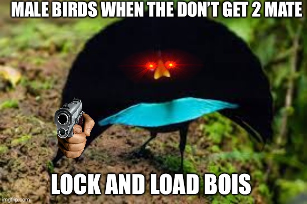 Male birds when the don’t mate | MALE BIRDS WHEN THE DON’T GET 2 MATE; LOCK AND LOAD BOIS | image tagged in demon birb | made w/ Imgflip meme maker