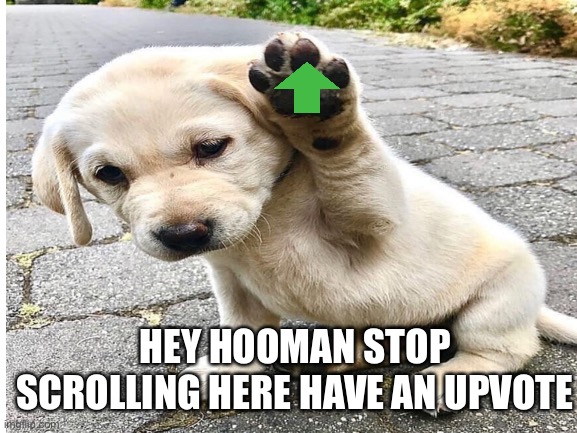 Cute doggo | HEY HOOMAN STOP SCROLLING HERE HAVE AN UPVOTE | image tagged in doge | made w/ Imgflip meme maker