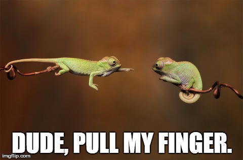 Dude | DUDE, PULL MY FINGER. | image tagged in funny,animals,photography,nature | made w/ Imgflip meme maker