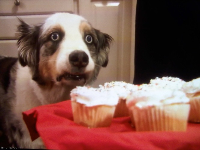 Cupcake dog | image tagged in cupcake dog | made w/ Imgflip meme maker