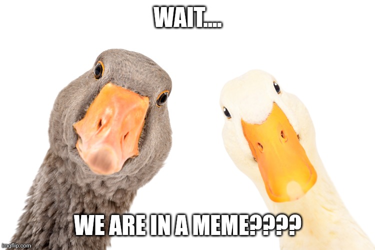 duck goose | WAIT.... WE ARE IN A MEME???? | image tagged in duck,ducc,goose,quack,honk,memes | made w/ Imgflip meme maker