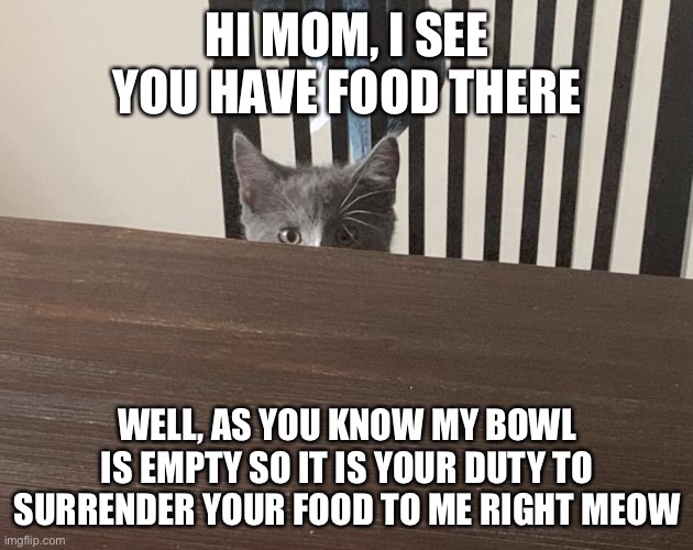 Cat wants food | HI MOM, I SEE YOU HAVE FOOD THERE; WELL, AS YOU KNOW MY BOWL IS EMPTY SO IT IS YOUR DUTY TO SURRENDER YOUR FOOD TO ME RIGHT MEOW | image tagged in funny cat,foods | made w/ Imgflip meme maker