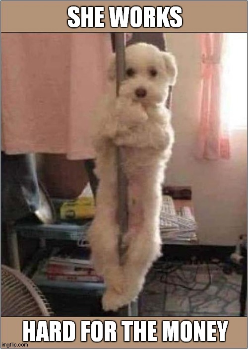 Pole Dancing Dog | SHE WORKS; HARD FOR THE MONEY | image tagged in dogs,pole dancer,song lyrics | made w/ Imgflip meme maker