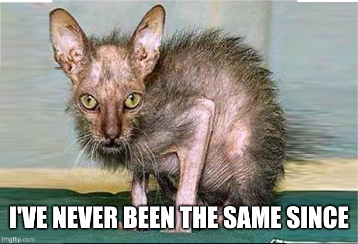 ugly cat | I'VE NEVER BEEN THE SAME SINCE | image tagged in ugly cat | made w/ Imgflip meme maker