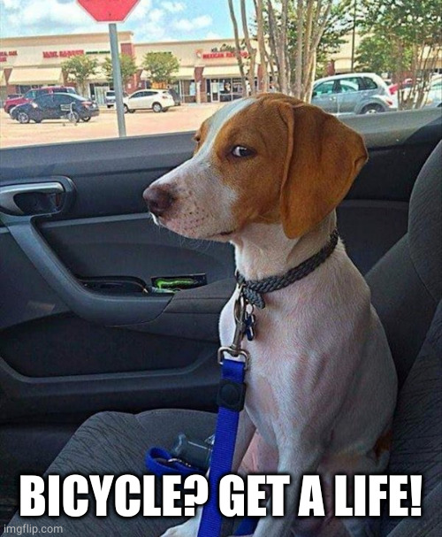 car dog | BICYCLE? GET A LIFE! | image tagged in car dog | made w/ Imgflip meme maker