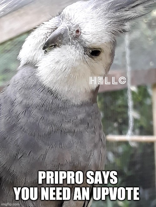 Grey birb | PRIPRO SAYS YOU NEED AN UPVOTE | image tagged in grey birb | made w/ Imgflip meme maker