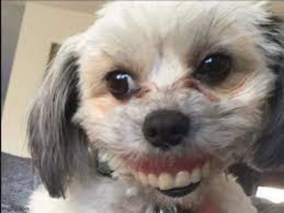Denture Dog Template | image tagged in denture dog | made w/ Imgflip meme maker