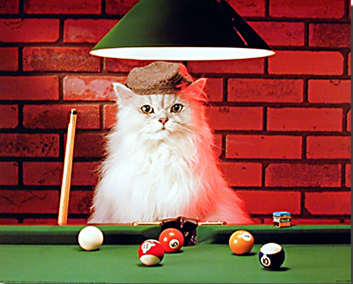 Billiards Cat Blank Meme Template