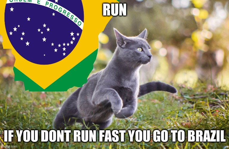 cat:i dont want to go to brazil | RUN; IF YOU DONT RUN FAST YOU GO TO BRAZIL | image tagged in cats,brazil | made w/ Imgflip meme maker