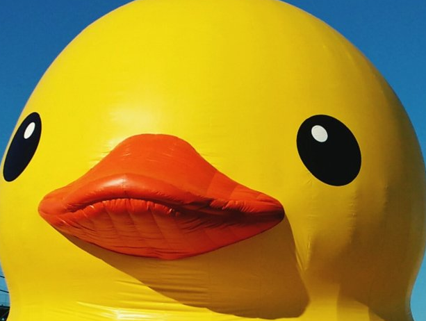 duck Blank Meme Template