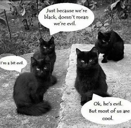 meow | image tagged in meow,cats,black cat | made w/ Imgflip meme maker