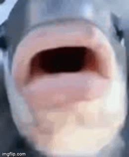 When They Make A Gif With A Caption And Your Username Pogfish Discord GIF -  When They Make A Gif With A Caption And Your Username Pogfish Discord -  Discover & Share GIFs