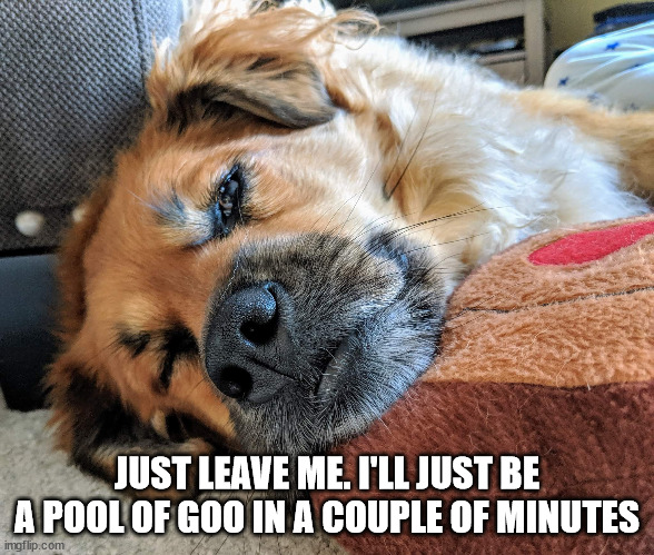 Melting dog | JUST LEAVE ME. I'LL JUST BE A POOL OF GOO IN A COUPLE OF MINUTES | image tagged in melting dog | made w/ Imgflip meme maker