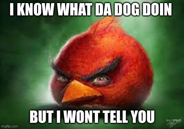 bird | I KNOW WHAT DA DOG DOIN; BUT I WONT TELL YOU | image tagged in realistic red angry birds | made w/ Imgflip meme maker