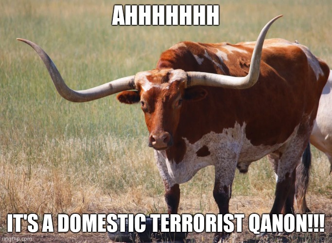 Bull with big horns | AHHHHHHH IT'S A DOMESTIC TERRORIST QANON!!! | image tagged in bull with big horns | made w/ Imgflip meme maker