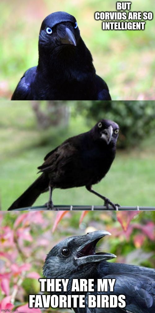 bad pun crow | BUT CORVIDS ARE SO INTELLIGENT THEY ARE MY FAVORITE BIRDS | image tagged in bad pun crow | made w/ Imgflip meme maker