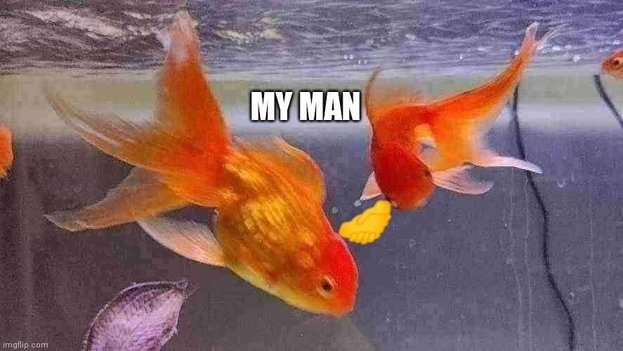 More my man fish | MY MAN | made w/ Imgflip meme maker