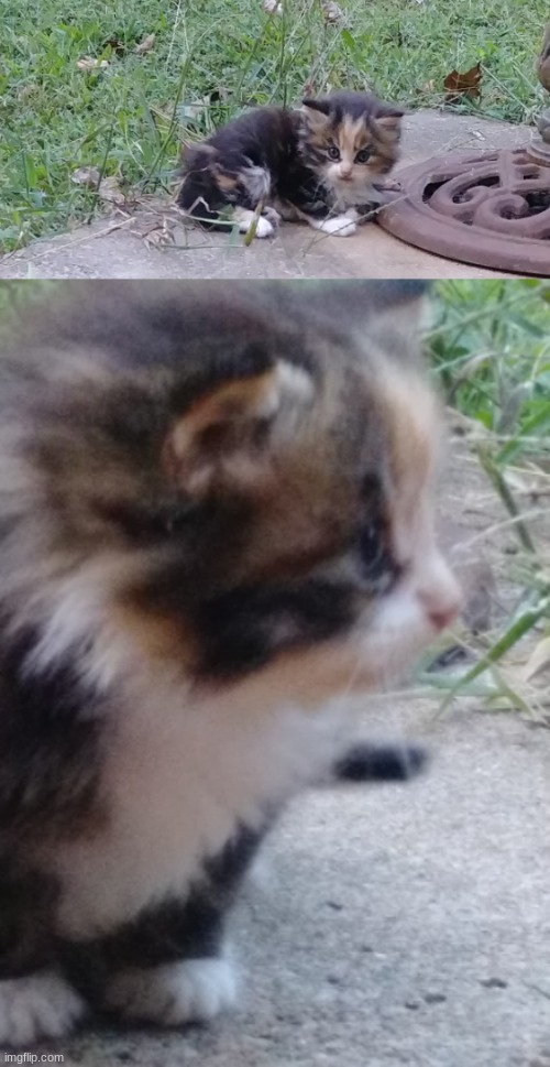 omg her paws ;-; | made w/ Imgflip meme maker