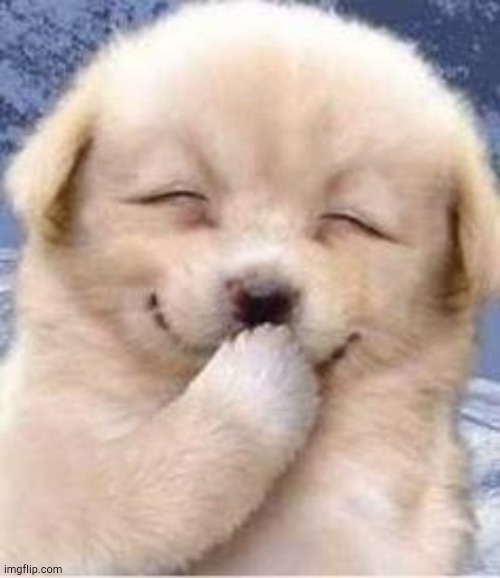 Smiling Puppy | image tagged in smiling puppy | made w/ Imgflip meme maker