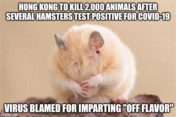 HONG KONG HAMSTER HANGUP | HONG KONG TO KILL 2,000 ANIMALS AFTER SEVERAL HAMSTERS TEST POSITIVE FOR COVID-19; VIRUS BLAMED FOR IMPARTING "OFF FLAVOR" | image tagged in hong kong hamster hangup,bad taste,hamster,hong kong,chinese food,guinea pig | made w/ Imgflip meme maker
