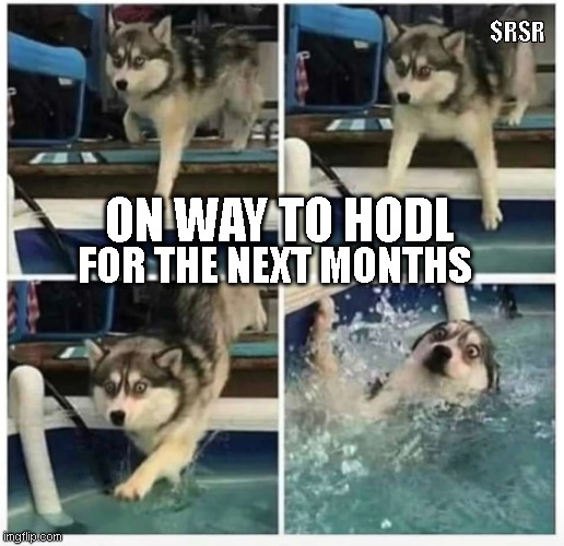 Hodl | $RSR; FOR THE NEXT MONTHS; ON WAY TO HODL | image tagged in dog falling in water,crypto,rsr,rsv,cryptocurrency | made w/ Imgflip meme maker