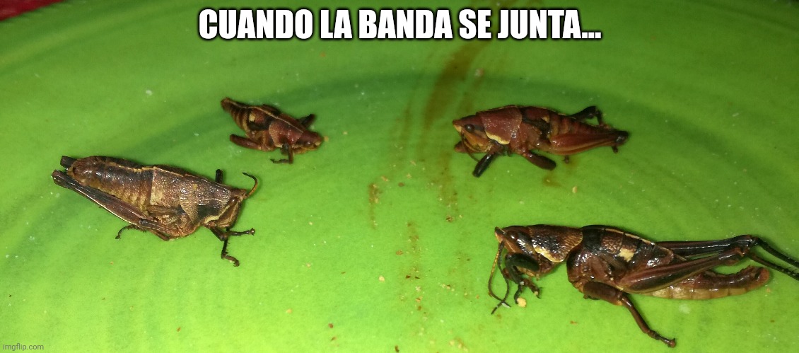 Chapulines | CUANDO LA BANDA SE JUNTA... | image tagged in funny memes | made w/ Imgflip meme maker