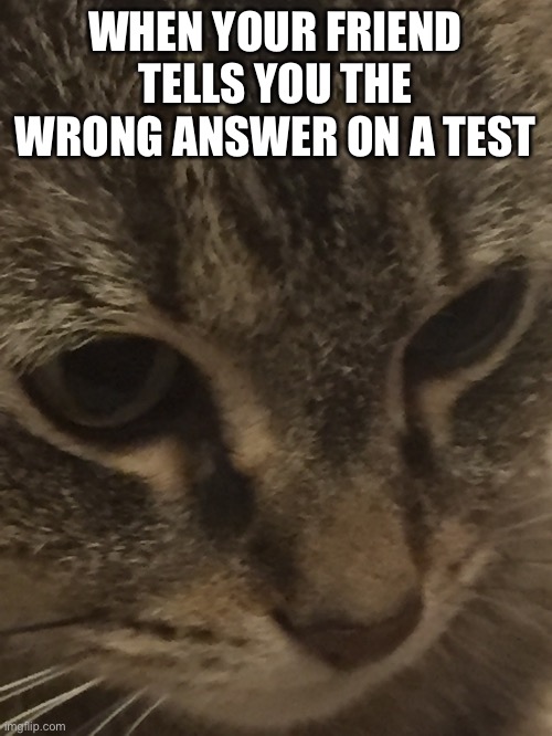 Sad Cat | WHEN YOUR FRIEND TELLS YOU THE WRONG ANSWER ON A TEST | image tagged in cat | made w/ Imgflip meme maker