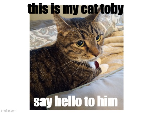 my cat :3 | this is my cat toby; say hello to him | image tagged in cat,pet,kitty,cute | made w/ Imgflip meme maker