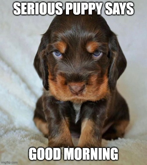 Serious puppy - Imgflip