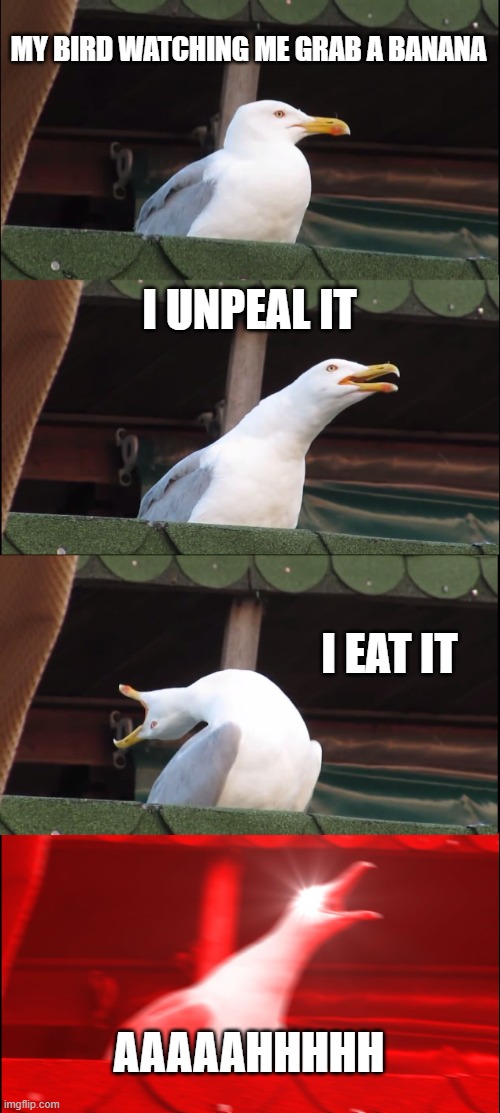 i have a pet pigeon this happened last week | MY BIRD WATCHING ME GRAB A BANANA; I UNPEAL IT; I EAT IT; AAAAAHHHHH | image tagged in memes,inhaling seagull | made w/ Imgflip meme maker