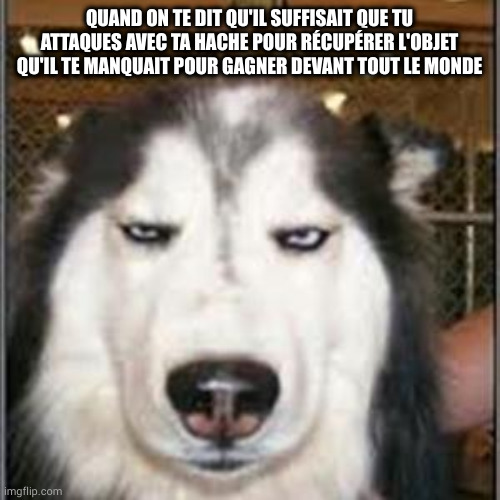 original pissed off husky | QUAND ON TE DIT QU'IL SUFFISAIT QUE TU ATTAQUES AVEC TA HACHE POUR RÉCUPÉRER L'OBJET QU'IL TE MANQUAIT POUR GAGNER DEVANT TOUT LE MONDE | image tagged in original pissed off husky | made w/ Imgflip meme maker