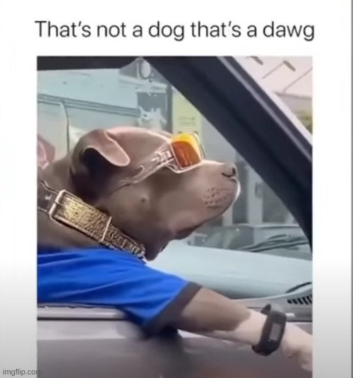 dawg | image tagged in dogs | made w/ Imgflip meme maker