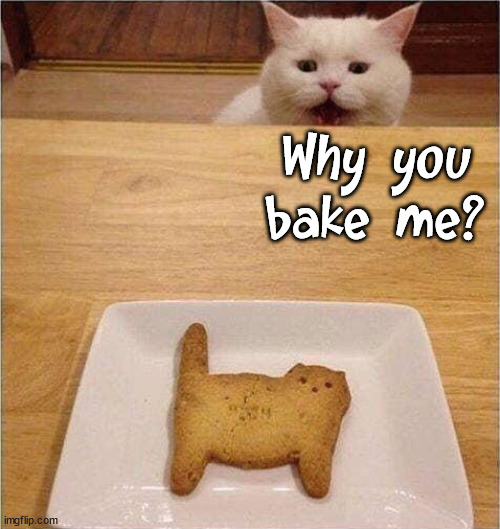 Why you bake me? | image tagged in cats | made w/ Imgflip meme maker