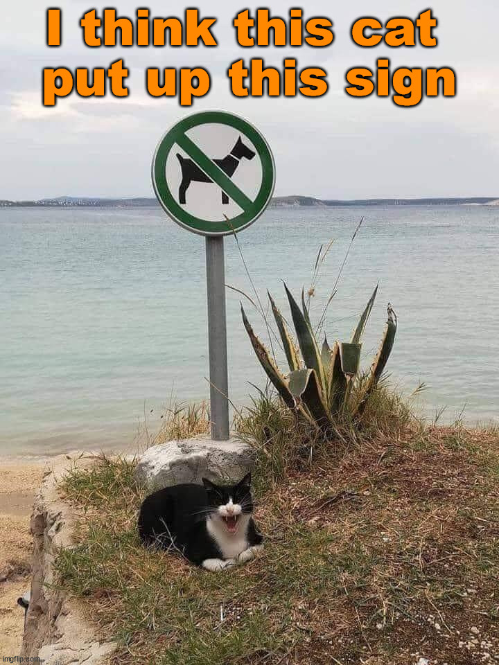 I think this cat 
put up this sign | image tagged in cats | made w/ Imgflip meme maker