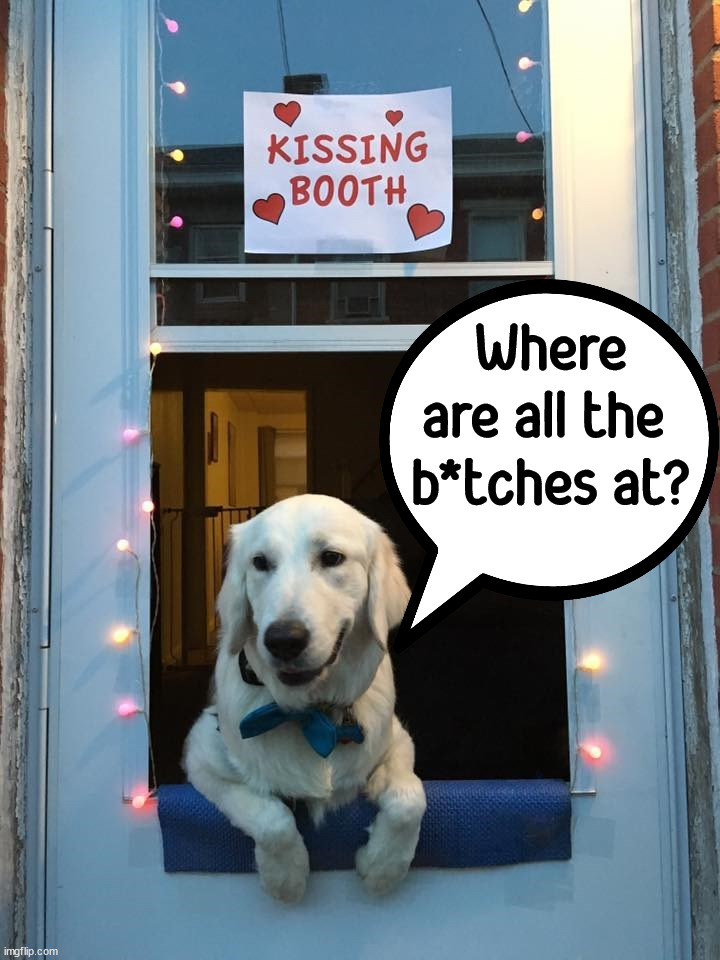 Where are all the 
b*tches at? | image tagged in dogs | made w/ Imgflip meme maker