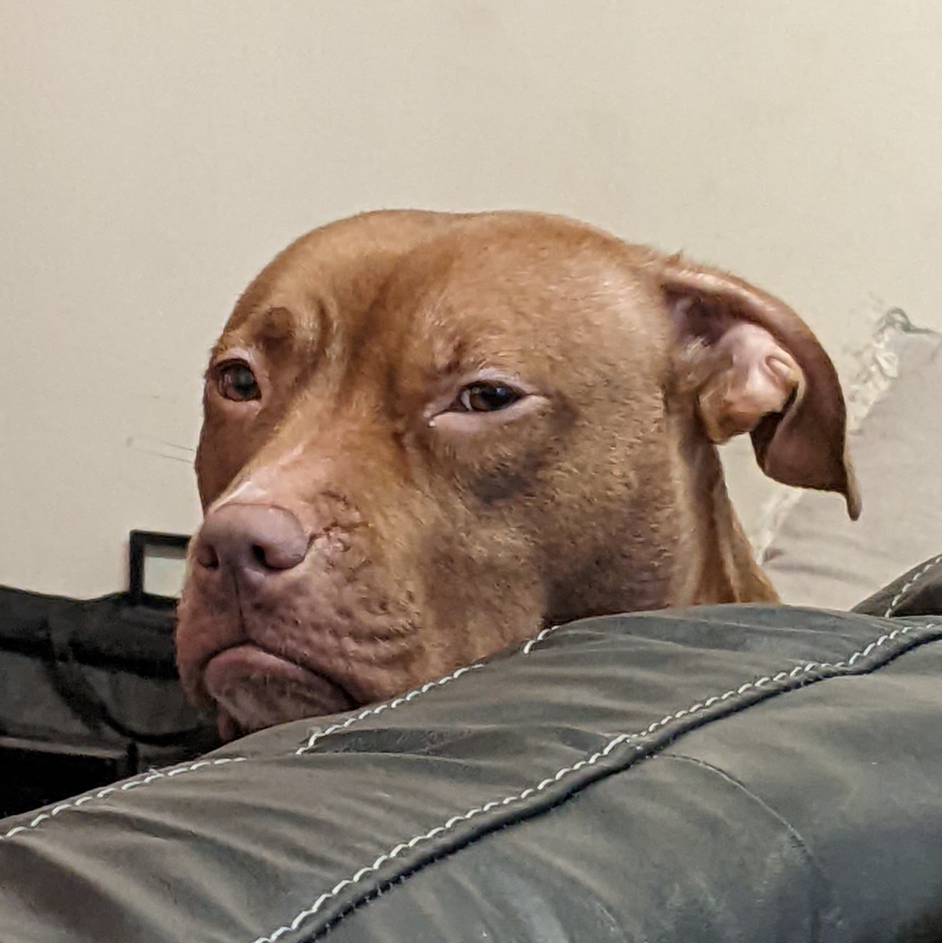 Dog disapproves Blank Meme Template